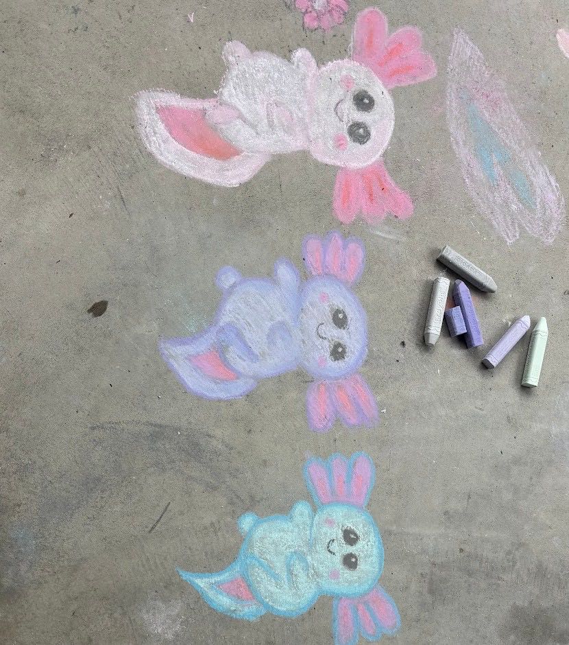 Three chalk axolotls in pink, purple and blue on our porch