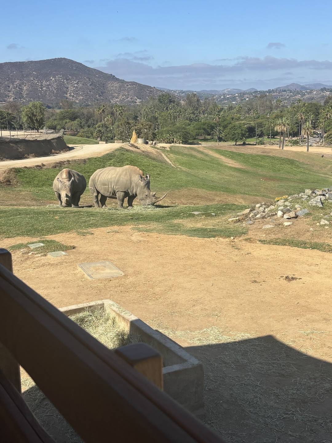 Two rhinos at the zoo we visited on our vacation