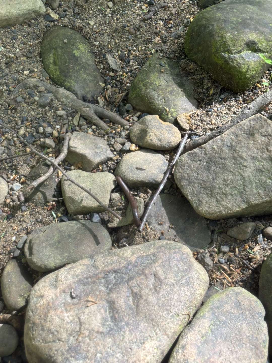 A millipede we found while flipping over river rocks
