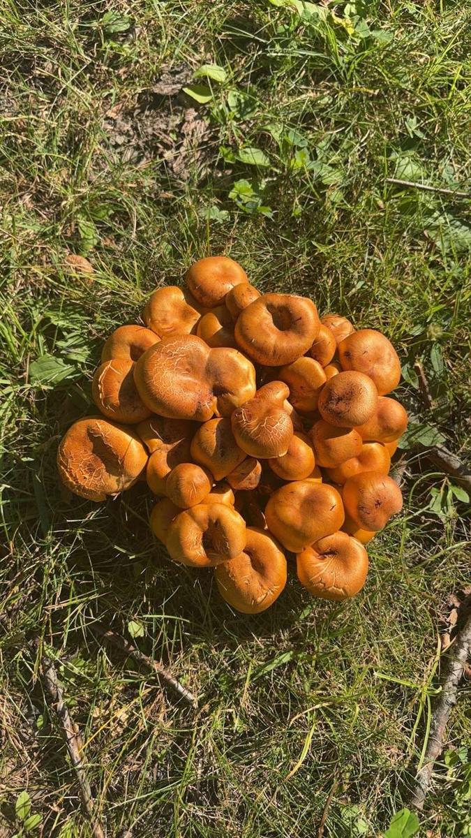 A cluster of orange mushrooms we found beside the trail